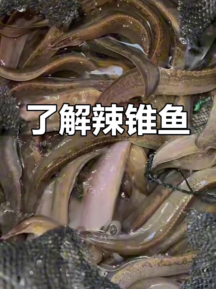 辣锥鱼:刺鳅的独特魅力