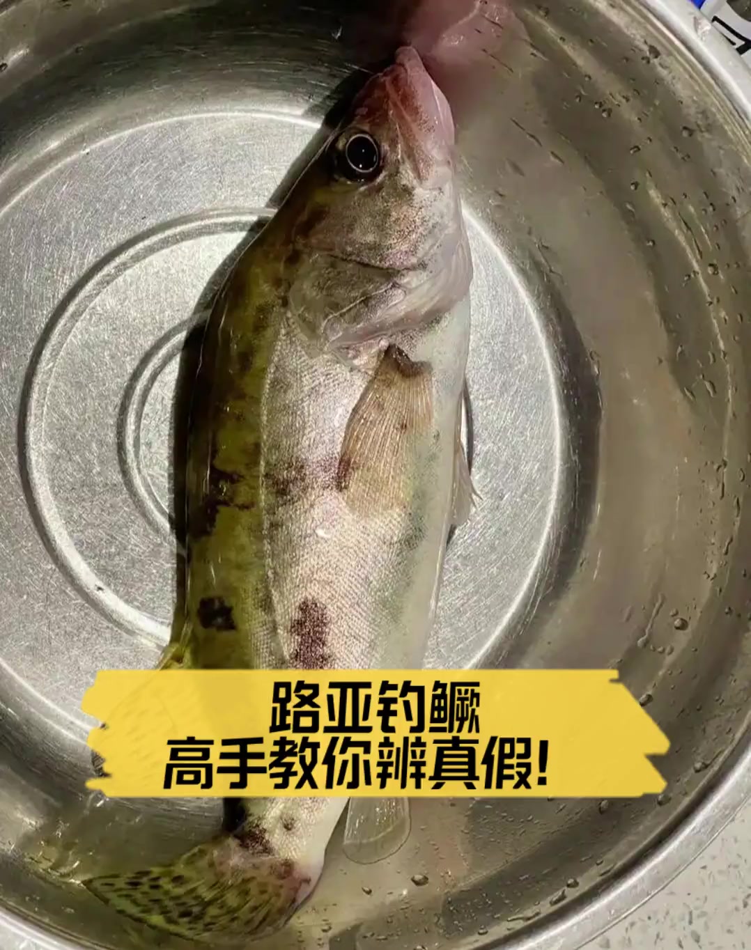 路亚钓鳜,高手教你辨真假!