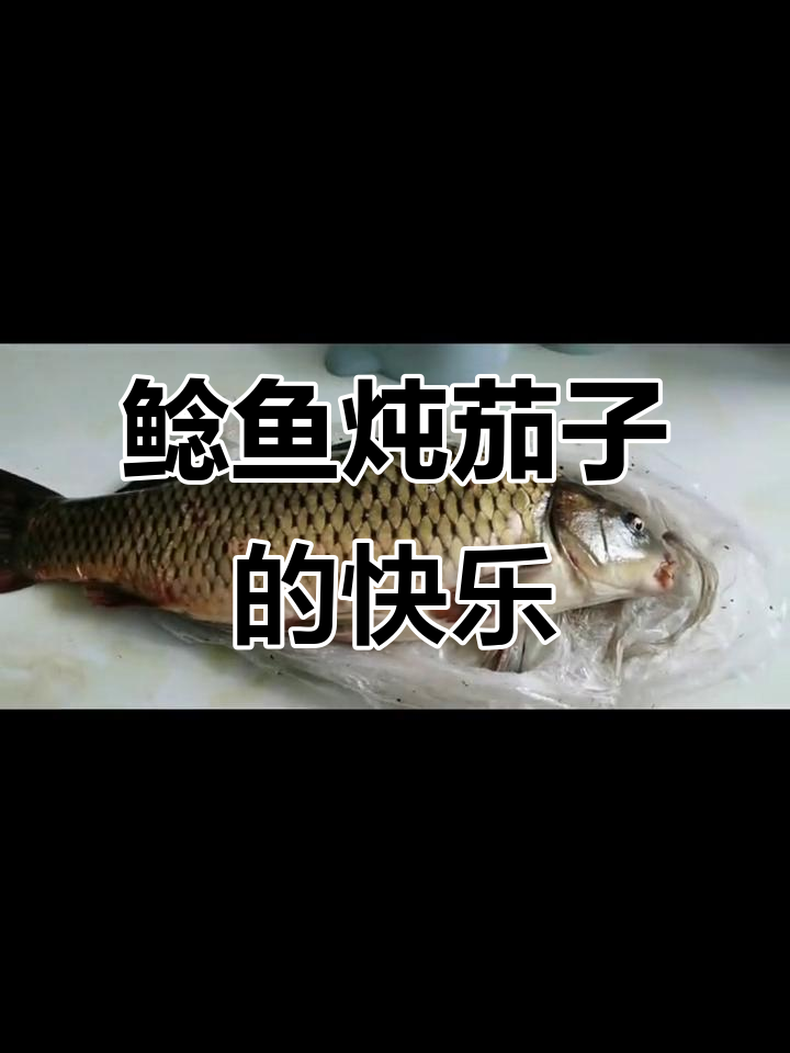 鲶鱼炖茄子,美味又实惠!