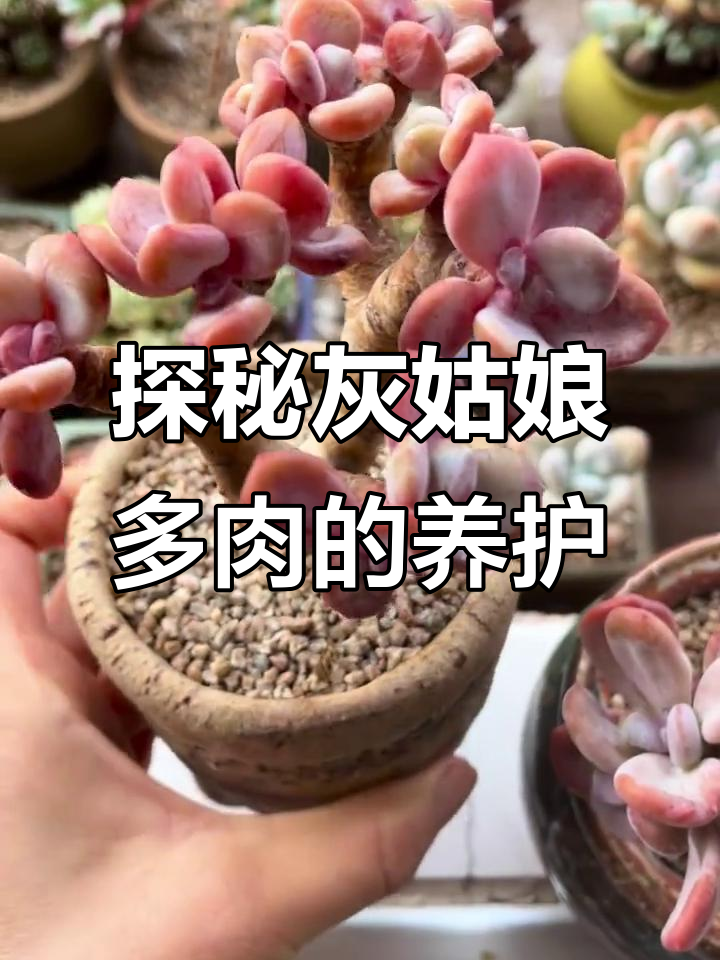 灰姑娘多肉:从控水到状态转变,繁殖技巧揭秘