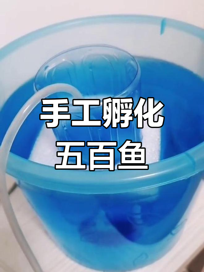 自制孵化器让鱼卵更健康,五百个青鳉鱼成功孵化