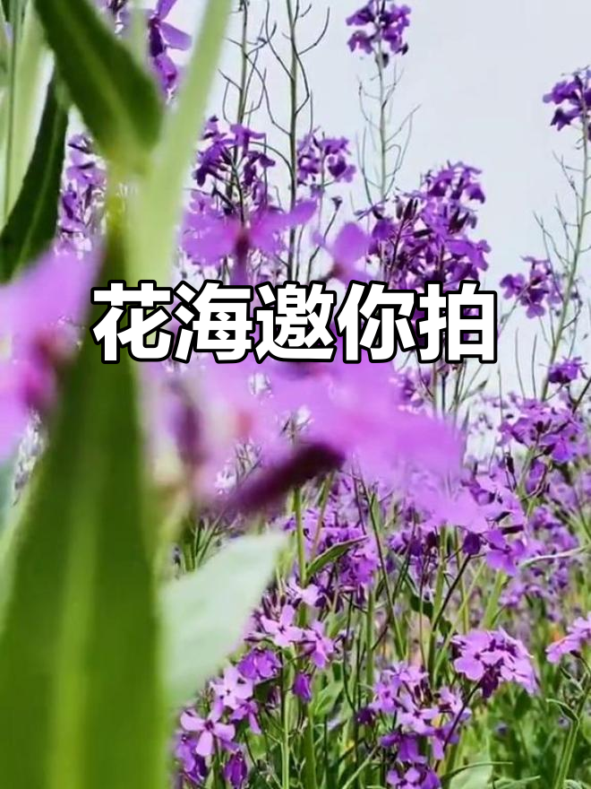 汉中花海盛开,快来拍照!紫色油菜花超美