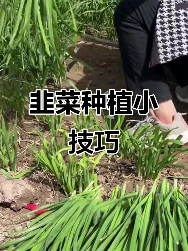 韭菜疯长秘诀：厨房神器让根茎更强壮