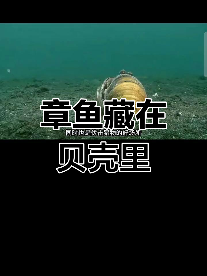 藏匿在贝壳中的章鱼怪,眼睛炯炯有神盯着猎物