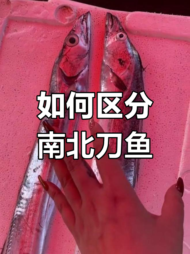 渤海刀鱼与南方刀鱼的差异对比