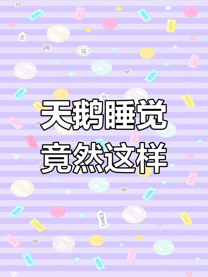 天鹅的独特睡眠姿势揭秘