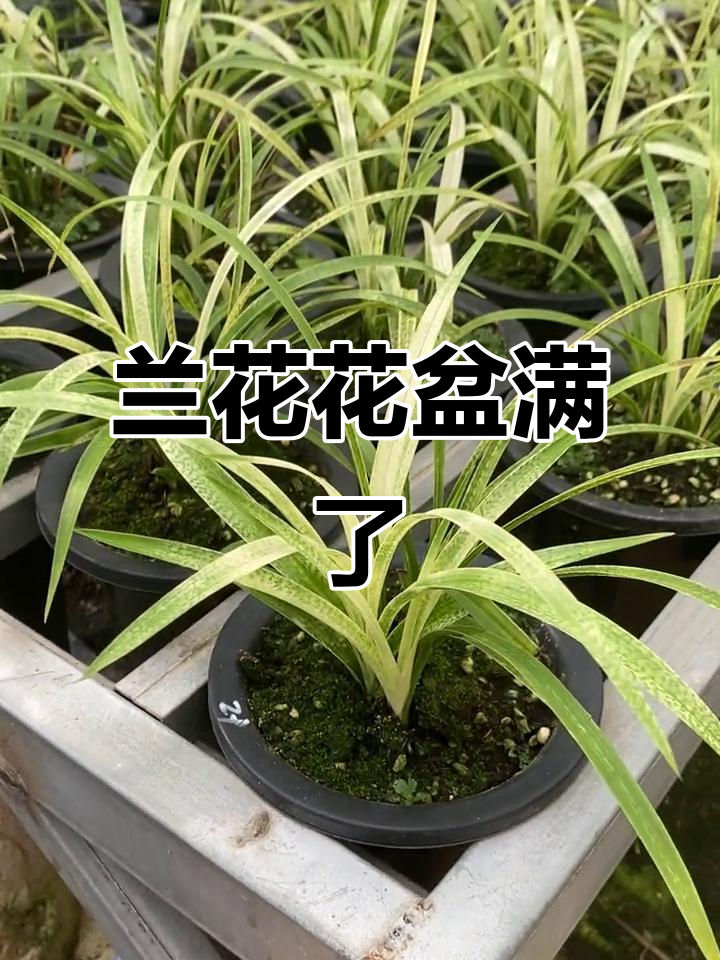 吻仔鱼兰花爆盆,分苗计划启动!