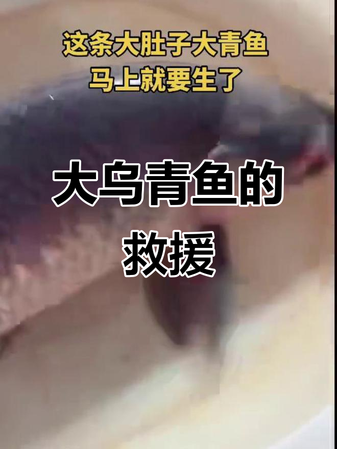 20.2斤乌青鱼满籽，母子不离，165元求救！