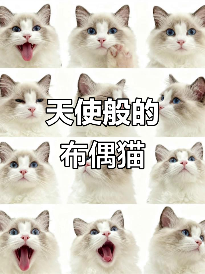 布偶猫的蓝眼睛魅力,撒娇卖萌让人无法抗拒