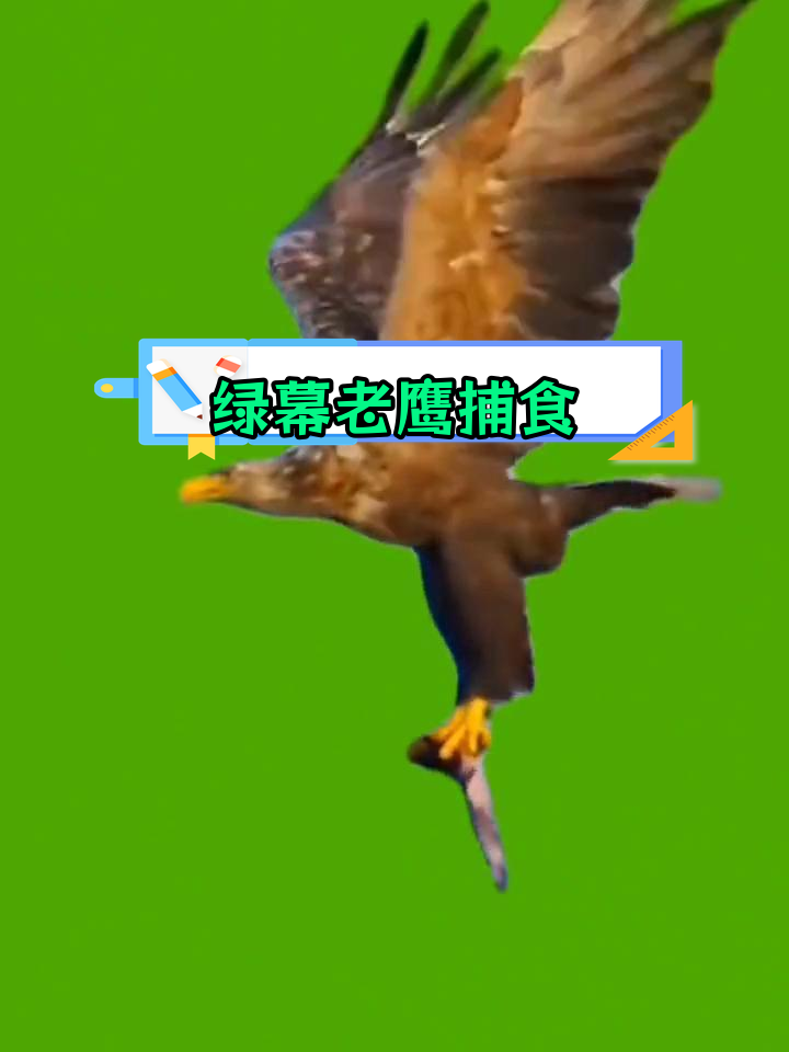 老鹰俯冲抓鱼,震撼瞬间