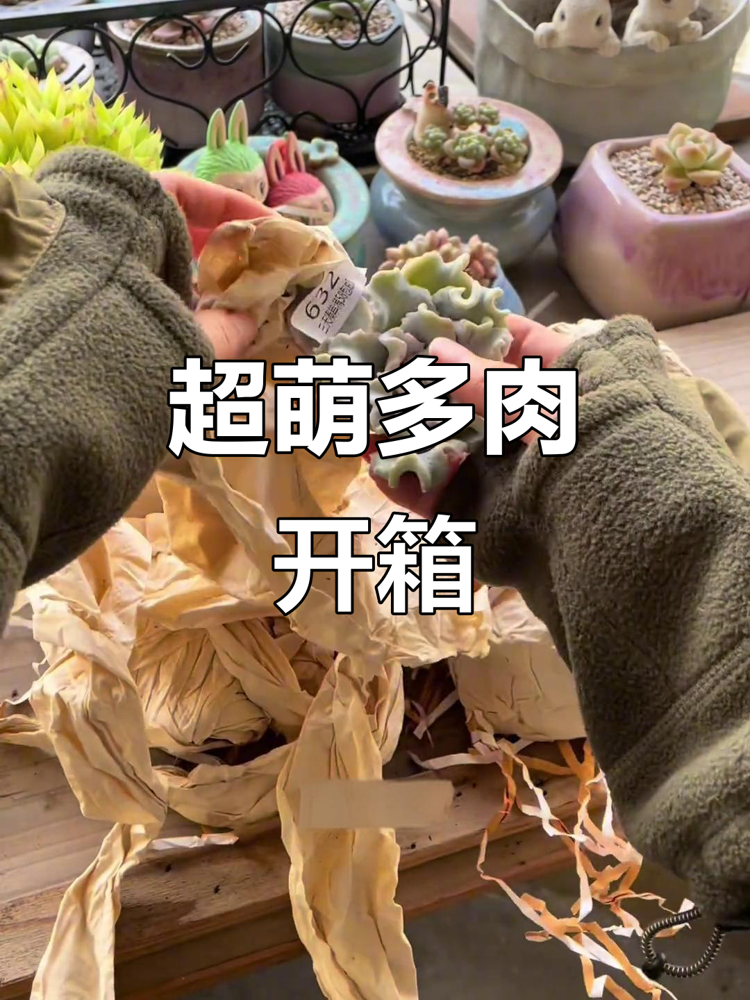今年最期待的快递，七颗多肉植物开箱，超可爱！