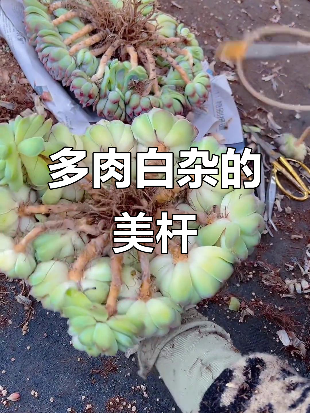 白杂多肉植物,杆子也能这么美!