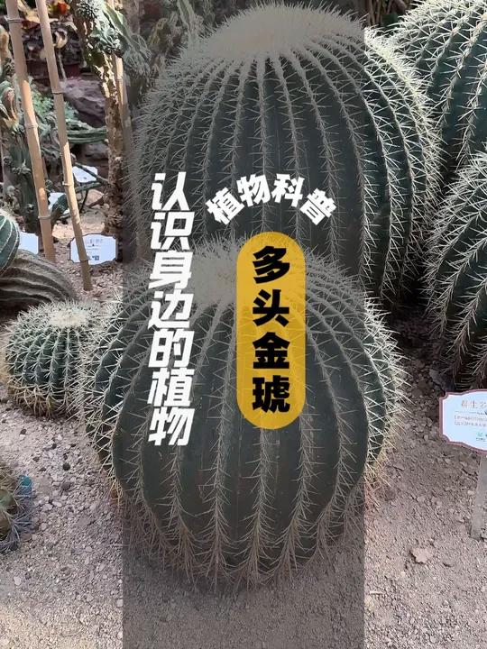 植物科普 I 多头金琥 金琥是金琥属的多年生多浆植物 顶部有多数浅黄色羊毛状刺 茎圆球形,