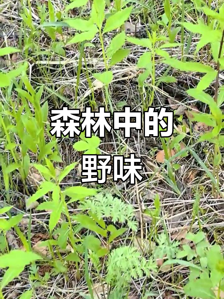 克一河的森林里,野菜丰富,呼吸清新空气,享受自然之美