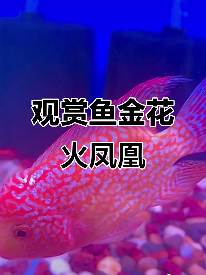 金花火凤凰317号:水中游动的美丽精灵