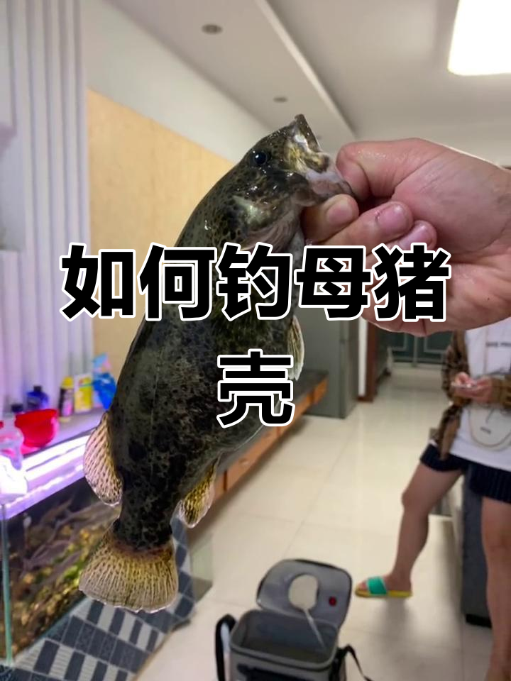 母猪壳鱼钓法解析