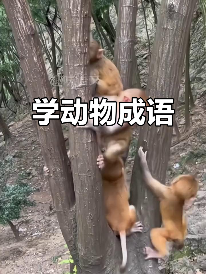动物成语大挑战:从雄鸡报晓到跌跌撞撞,学起来!