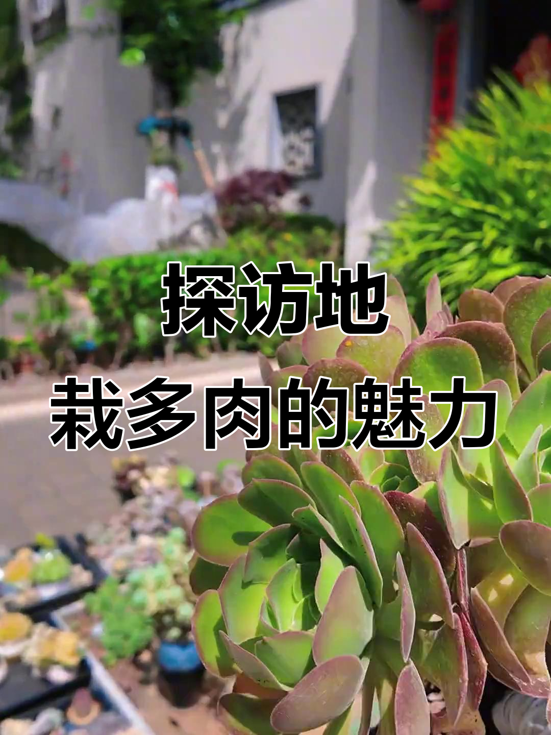 地栽多肉大揭秘,红兔耳、法师等美丽登场