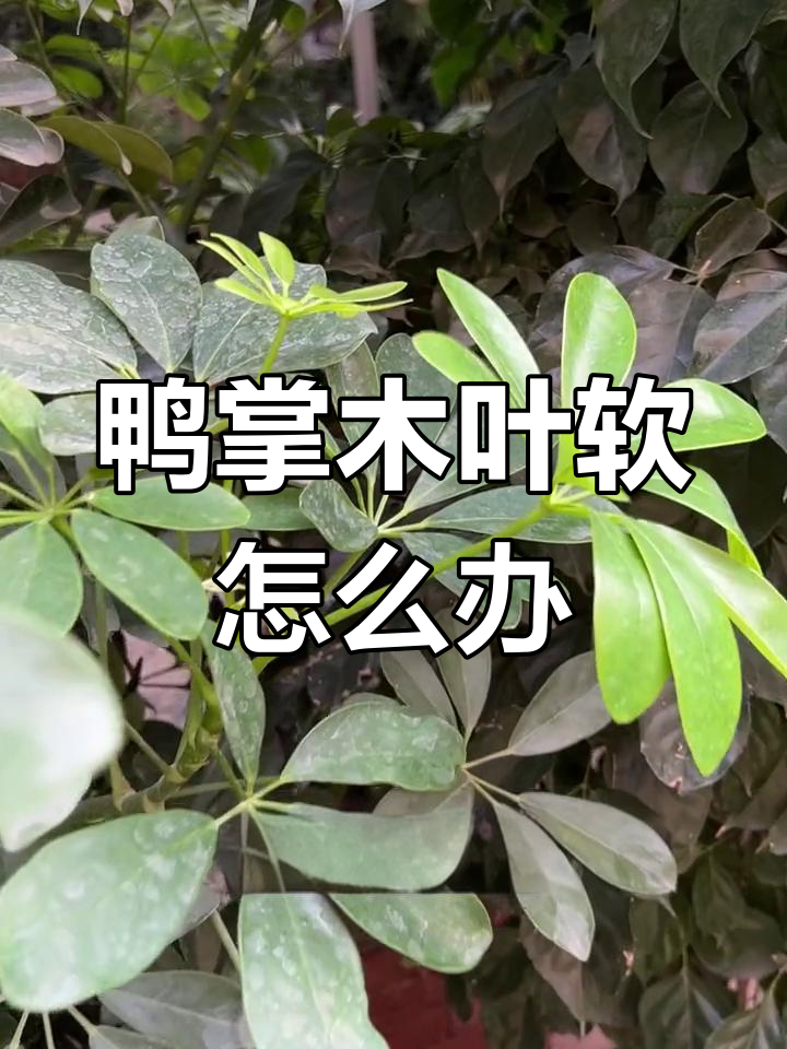 鸭掌木叶子发蔫?这样浇水让它重生