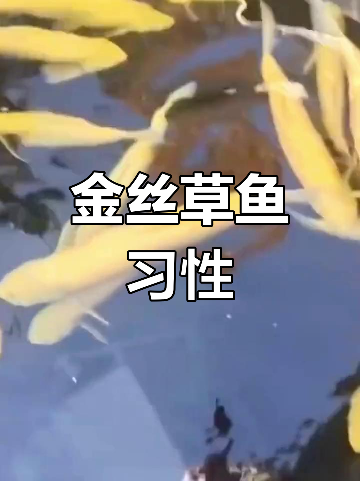 俄罗斯金草鱼:活泼游泳,食性多样