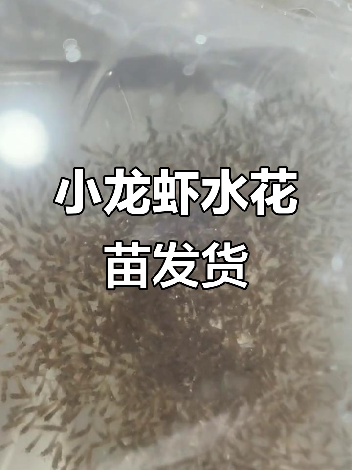 小龙虾水花苗发货日常,打包过程全记录