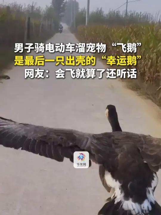 10月16日(采访时间),安徽。男子骑电动车溜宠物“飞鹅”,是最后一只出壳的“幸运鹅”。网