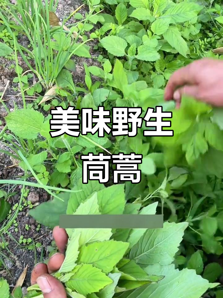云南特色野菜:民国菜与革命菜的秘密,你尝过吗?