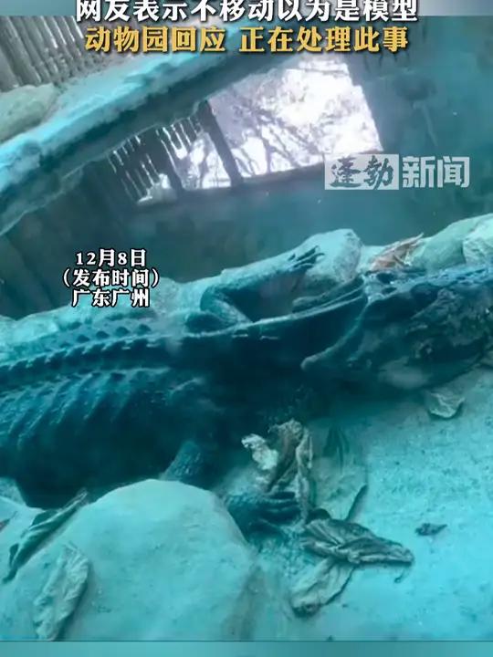 广州动物园一鳄鱼饿成“皮包骨”,网友表示不移动以为是模型,动物园回应 正在处理此事 广州动