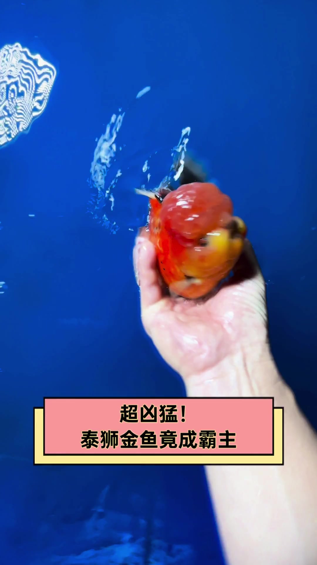 超凶猛!泰狮金鱼竟成霸主