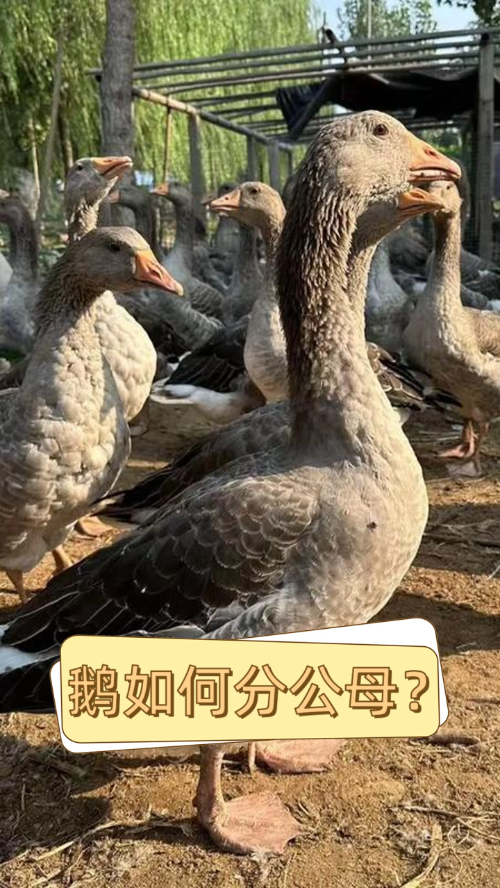 鹅如何分公母？