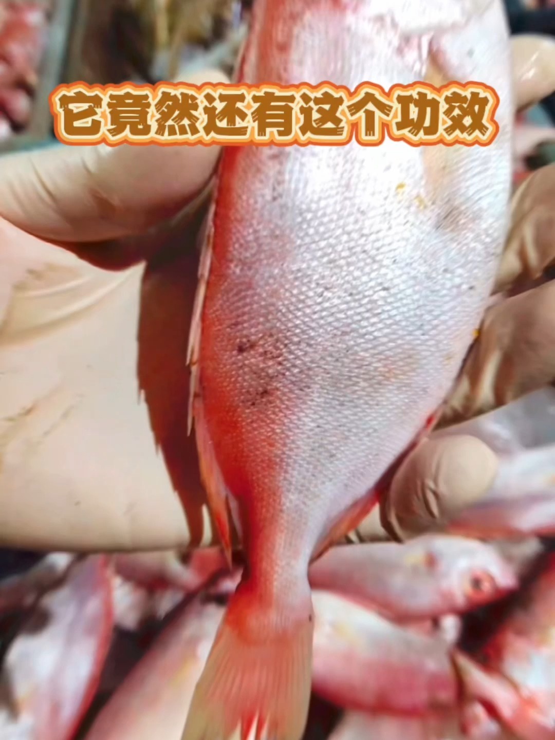 大眼鱼!你见过吗
