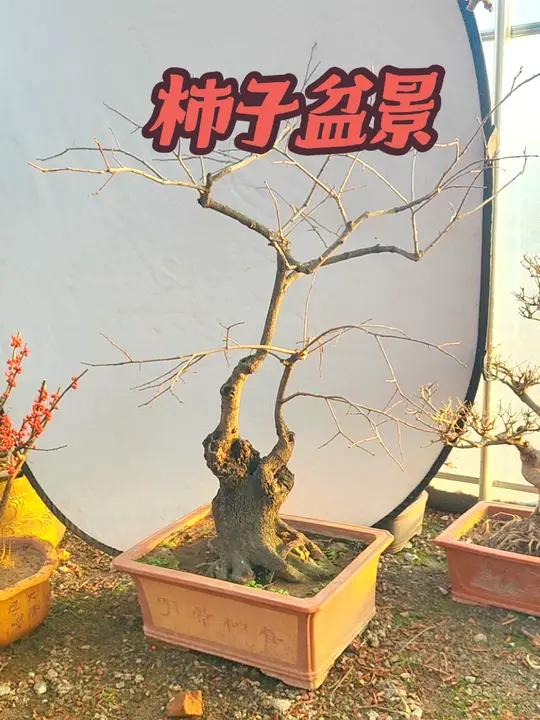 培养多年柿子树盆景,树形优美,寓意吉祥,柿柿如意柿子树柿子盆景造型树