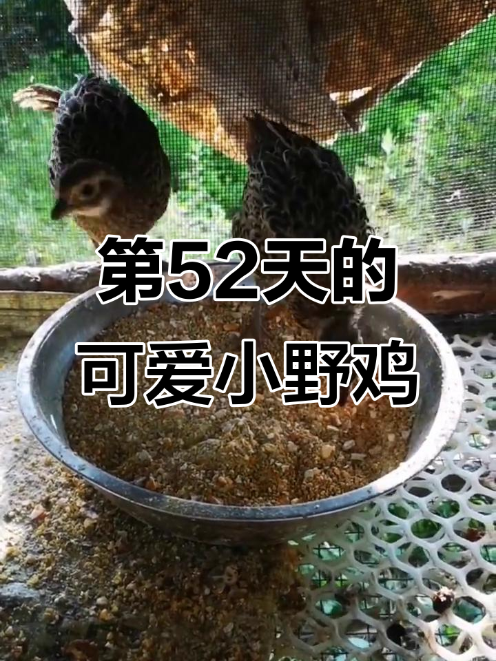 野鸡崽第52天，抓虫吃西瓜皮超萌