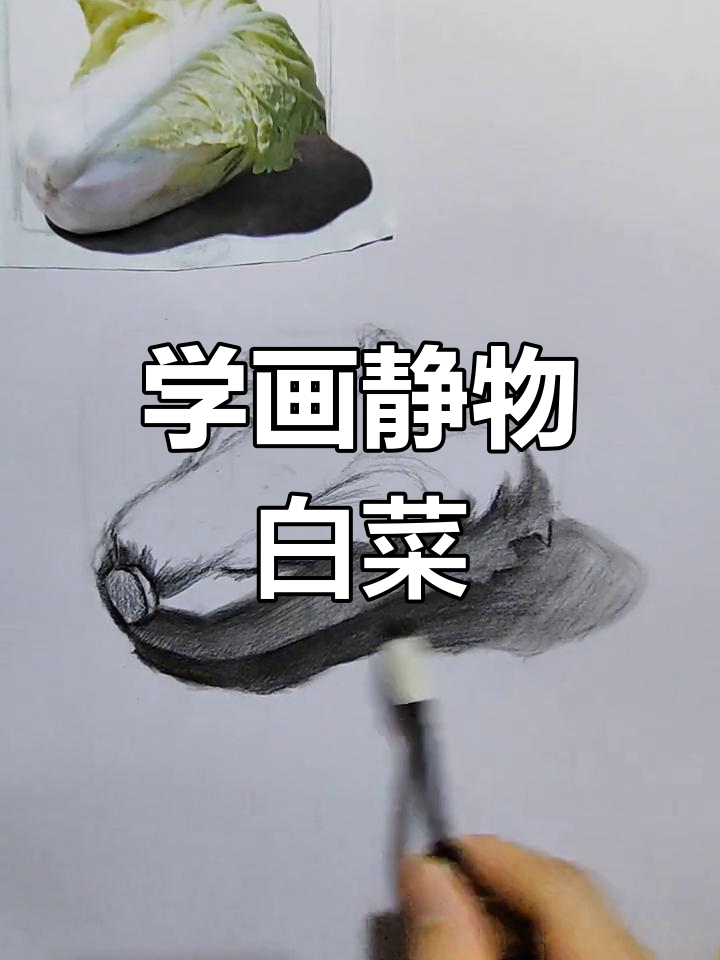 素描静物白菜画法解析