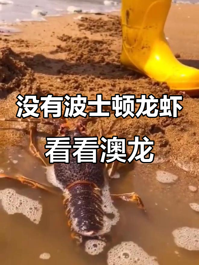 赶海抓不到波士顿龙虾?澳龙也能凑合看!