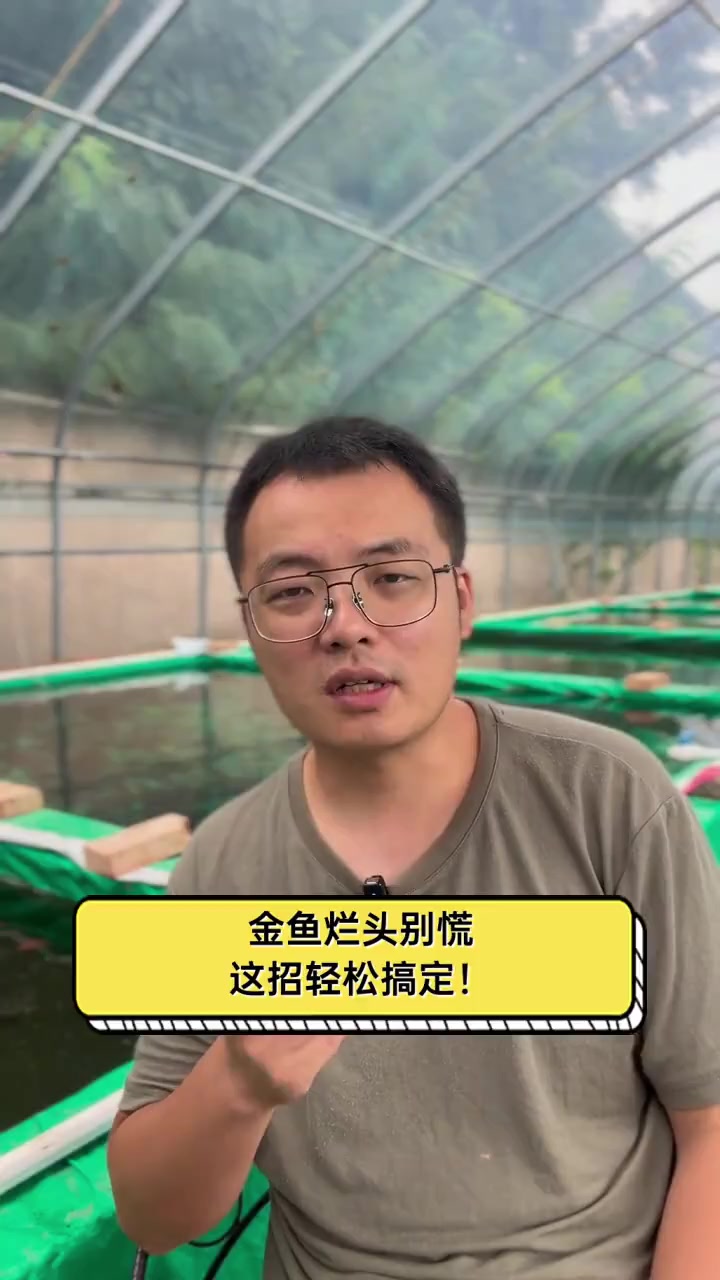 金鱼烂头别慌,这招轻松搞定!