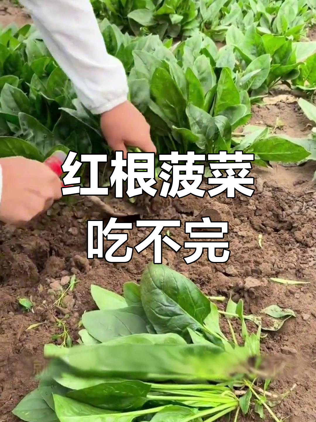 耐寒耐冻的红根菠菜,种一次年年有菜吃