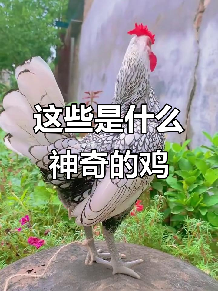 泰国斗鸡到斑兰鸡，各种神奇鸡肉大揭秘