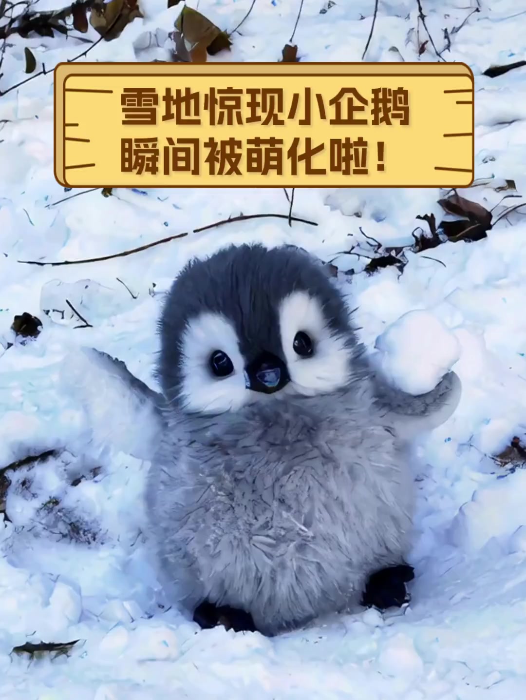 雪地惊现小企鹅,瞬间被萌化啦!