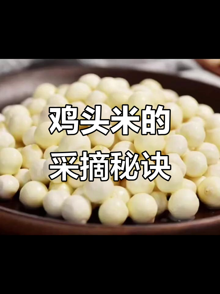 采摘鸡头米,全凭手感判断成熟度,技巧与经验缺一不可