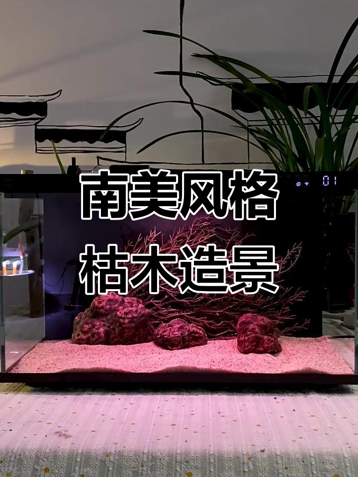 零经验也能轻松搞定南美风枯木造景,小米鱼缸水景教程