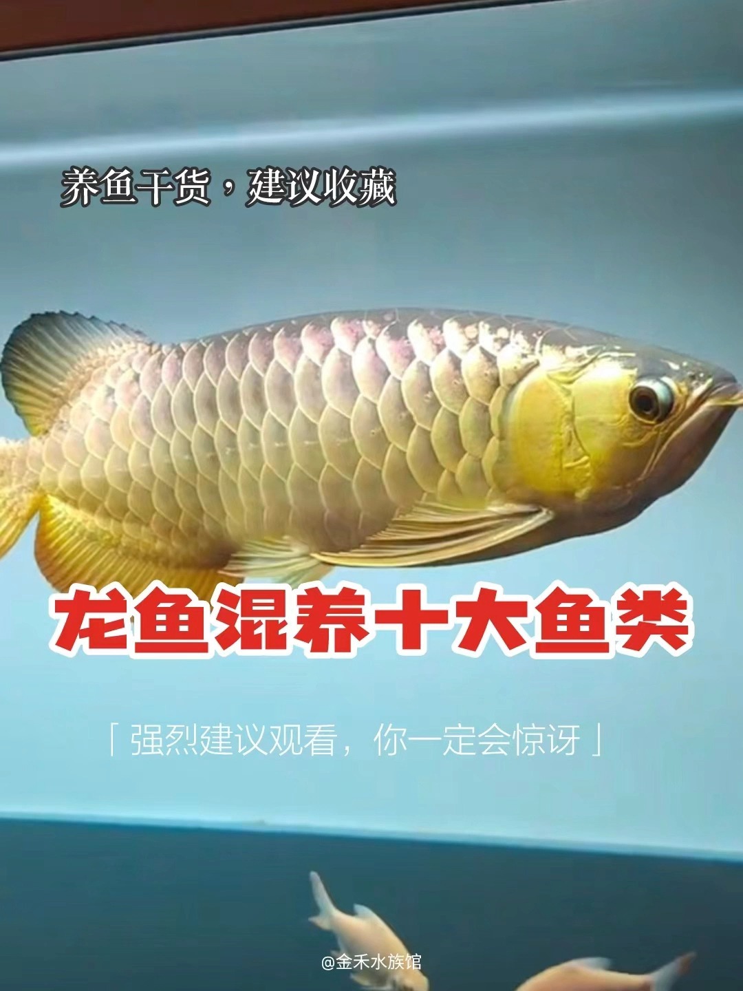 涨姿势了龙鱼成功混养十大鱼类