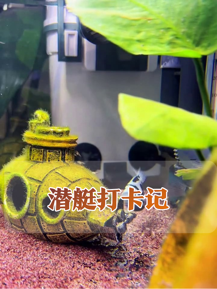 斑马鱼参观潜艇豪宅，粉色沙滩成网红打卡点