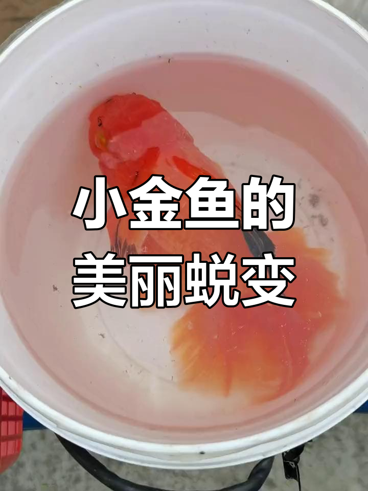 翠竹河边的小金鱼,玻璃缸里更美!