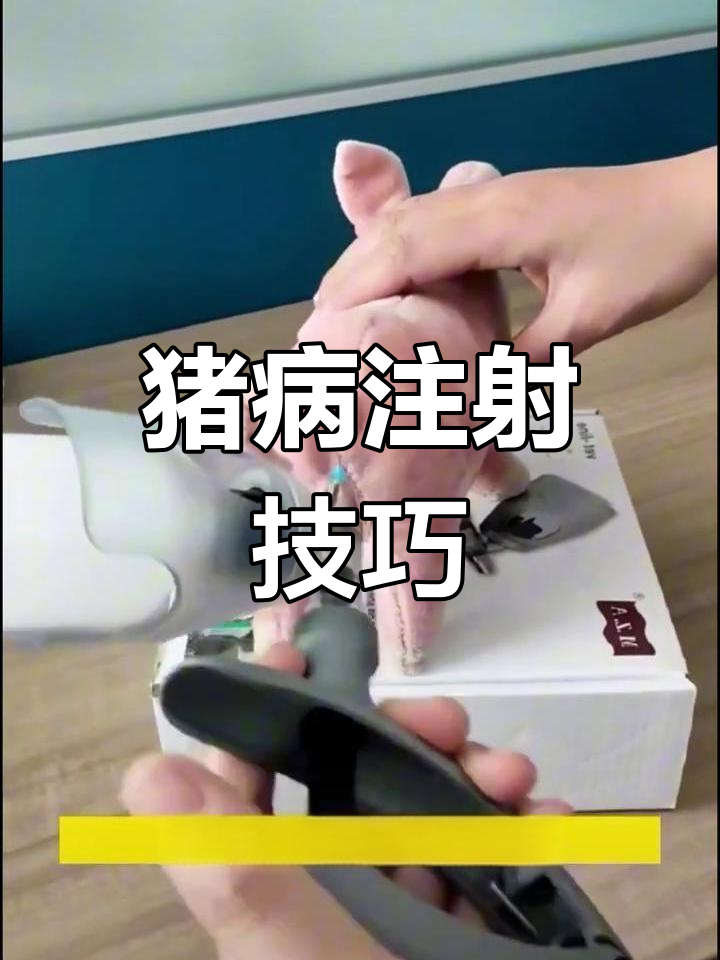 给猪打针的正确位置,效果更佳!