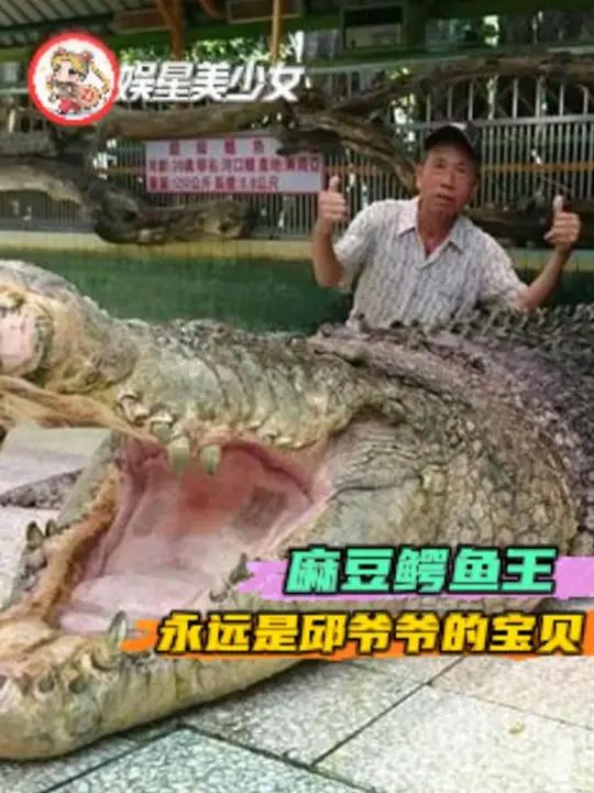 麻豆鳄鱼王,永远是邱爷爷的宝贝