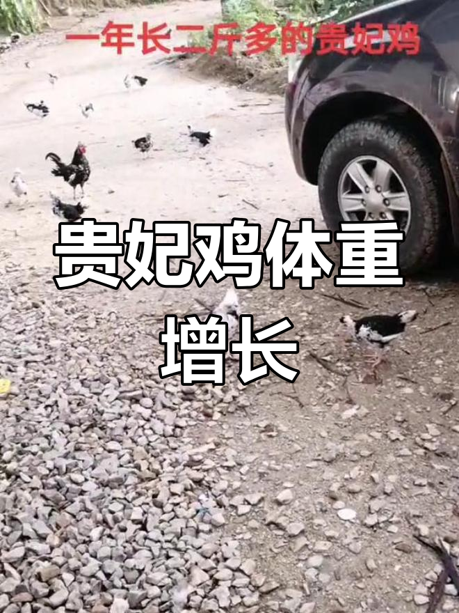 贵妃鸡一年增重二斤