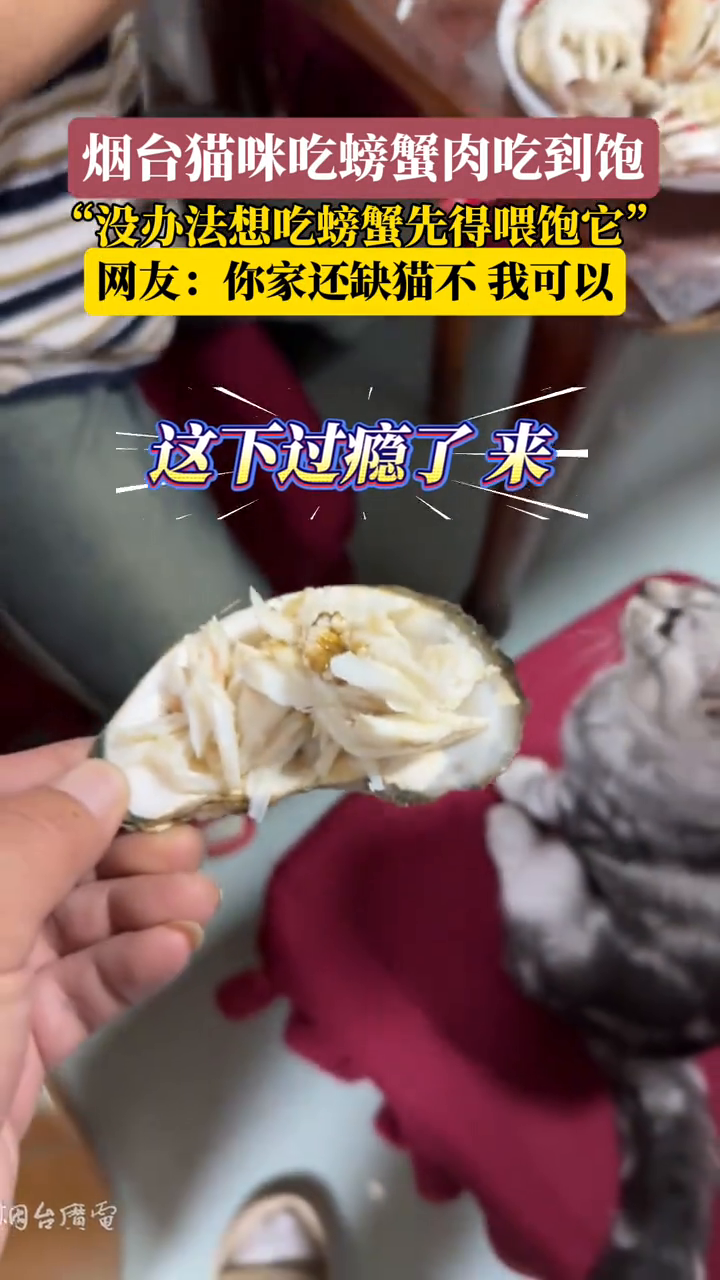 主人剥了满满一堆螃蟹肉喂猫咪,网友:你家还缺猫吗?