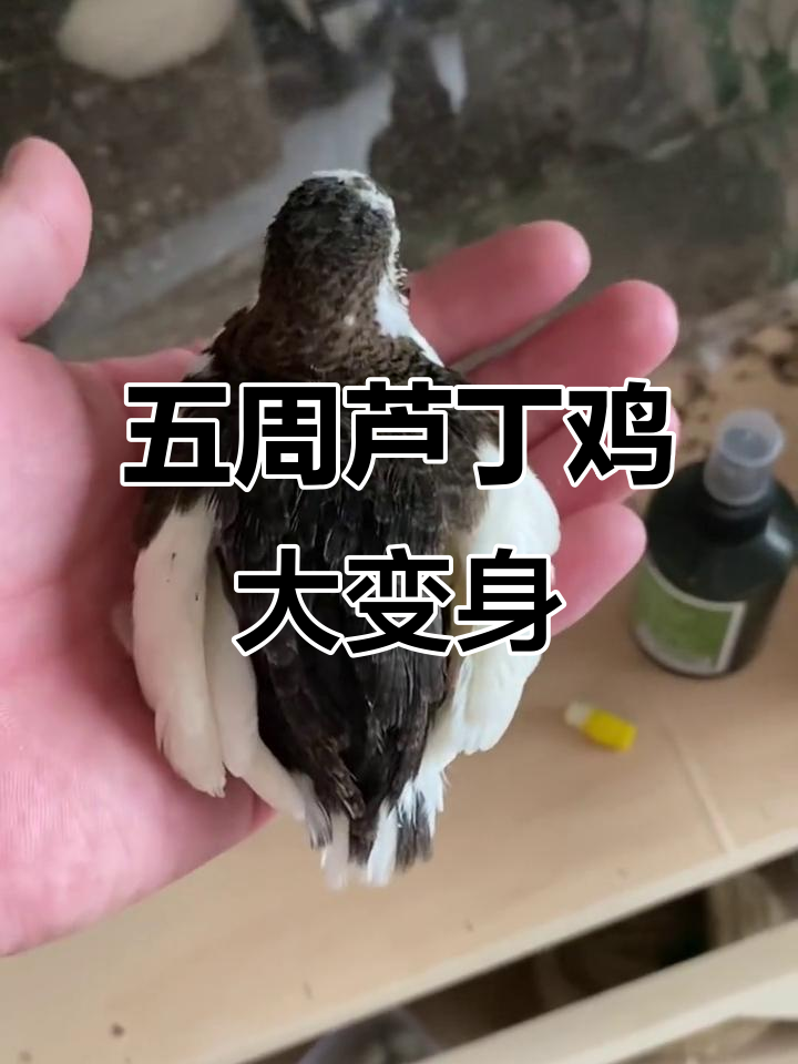 芦丁鸡五周蜕变,羽毛长齐惊艳变化