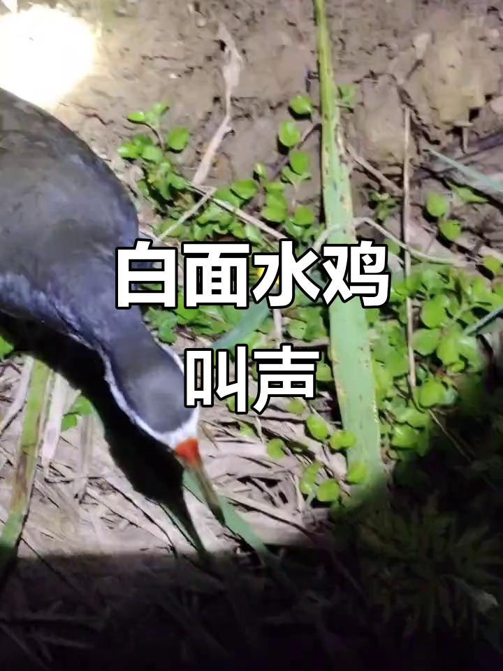 昨晚捕捉到白面水鸡的清脆叫声,大自然的声音真美妙